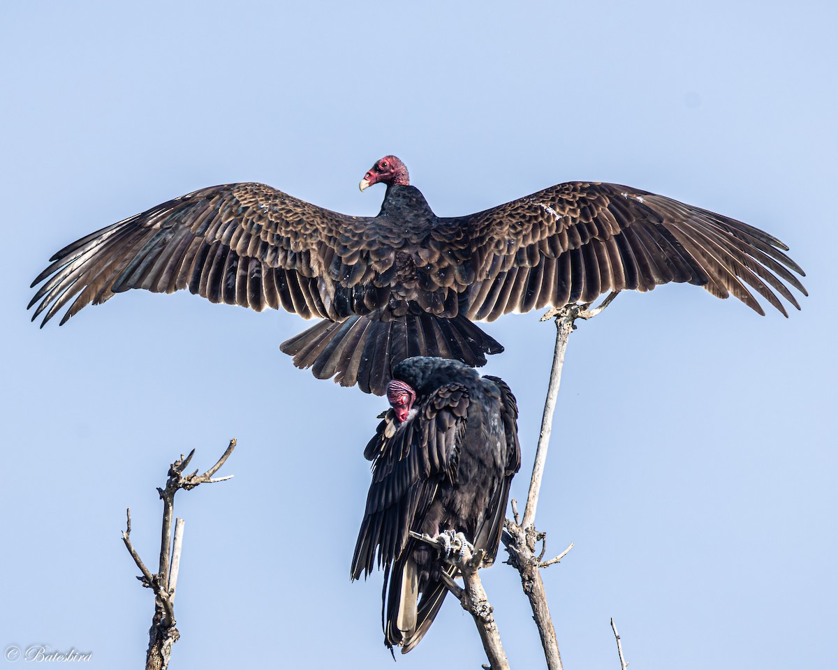 Turkey Vulture - ML646146349