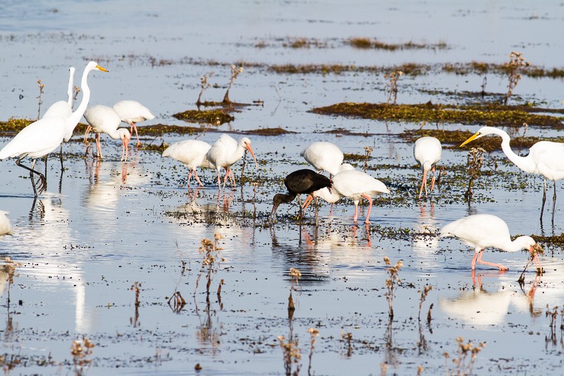 Glossy Ibis - ML646146355