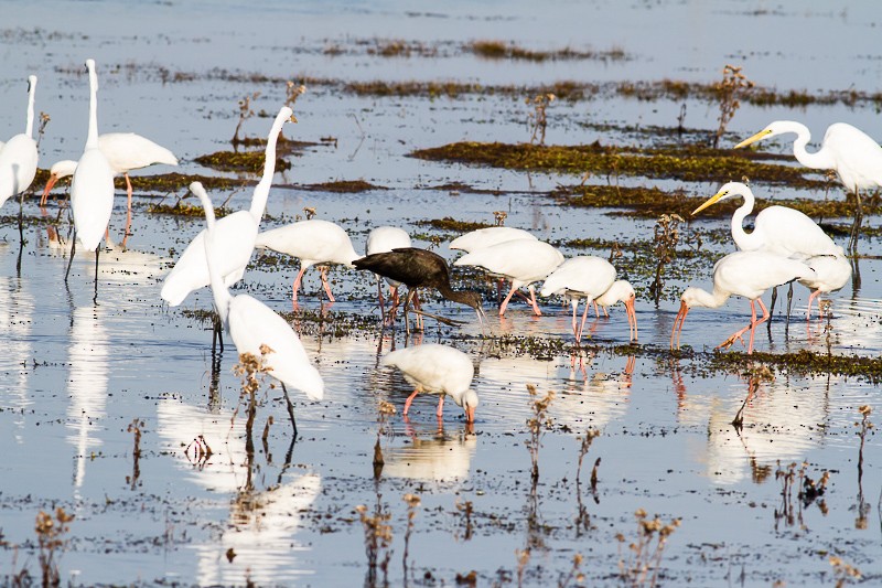 Glossy Ibis - ML646146356