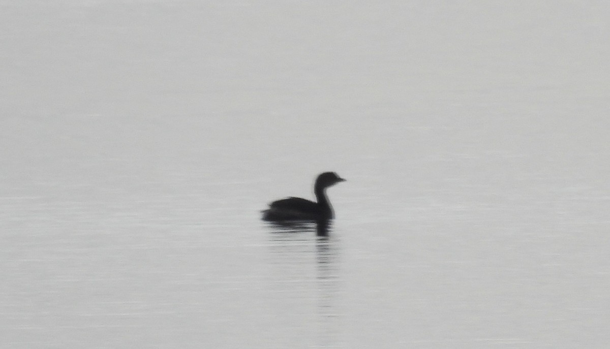 Pied-billed Grebe - ML646146357