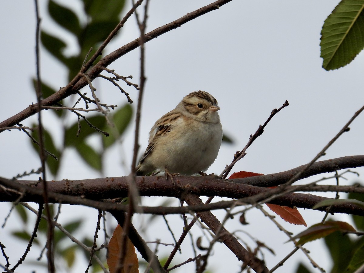 Clay-colored Sparrow - ML646146358