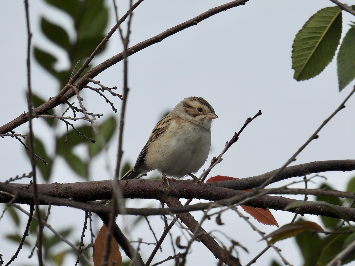 Clay-colored Sparrow - ML646146359
