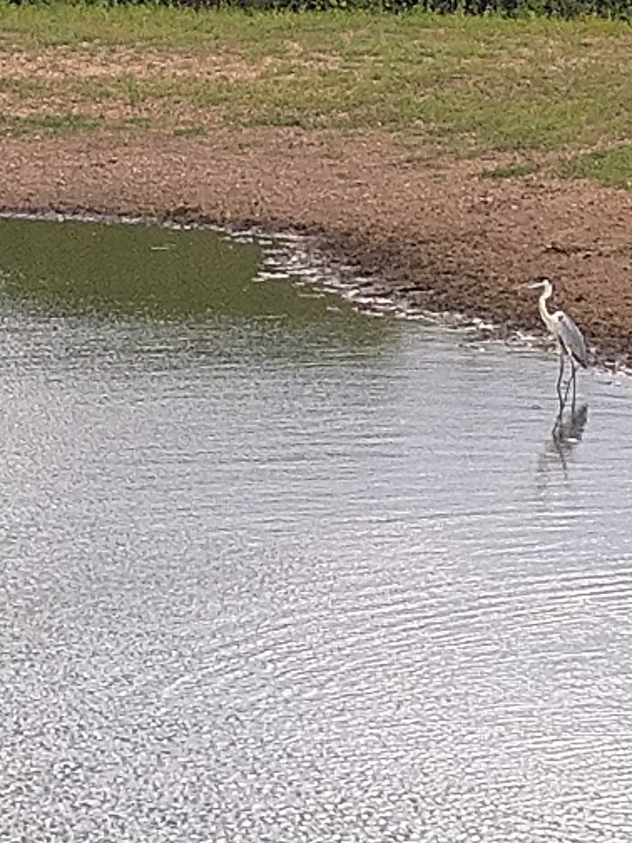 Cocoi Heron - ML646146360