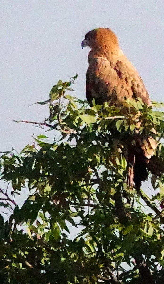 Tawny Eagle - ML646146361