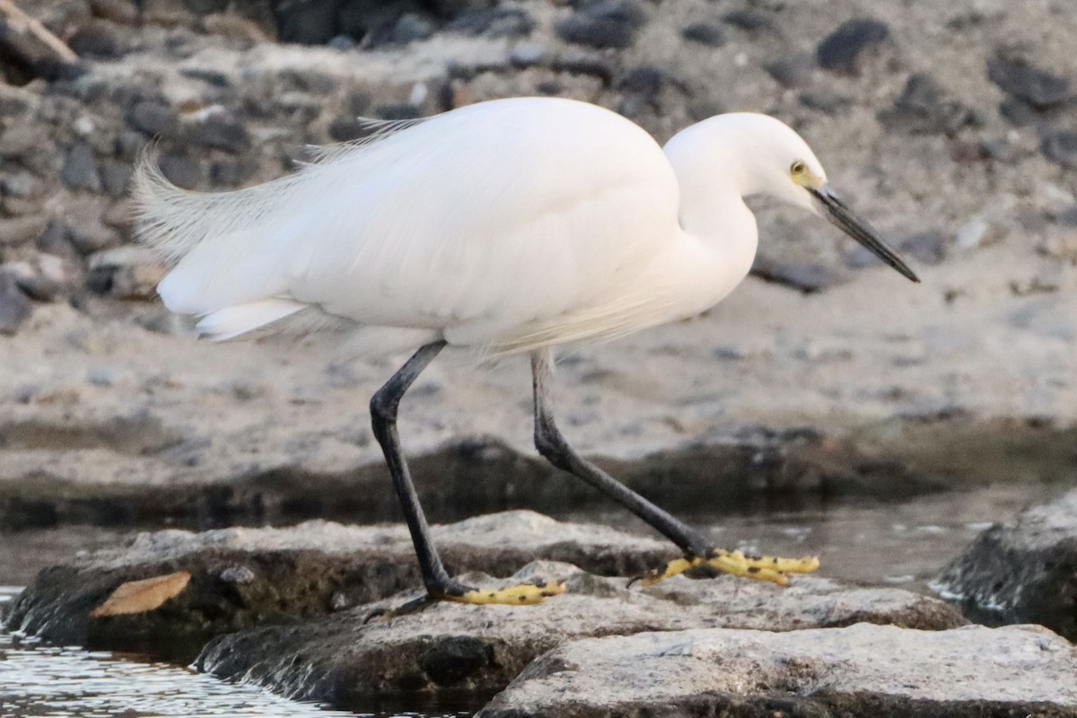 silkehegre - ML646146363