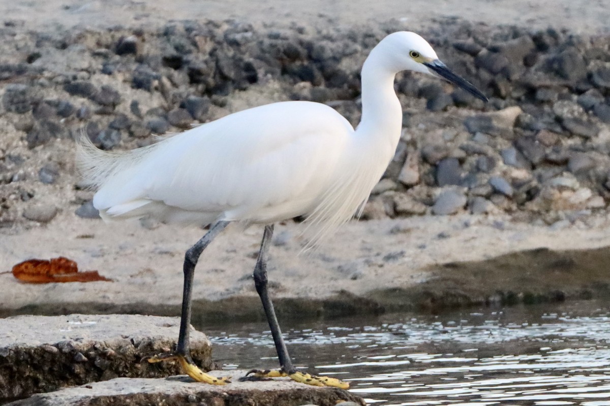 silkehegre - ML646146364