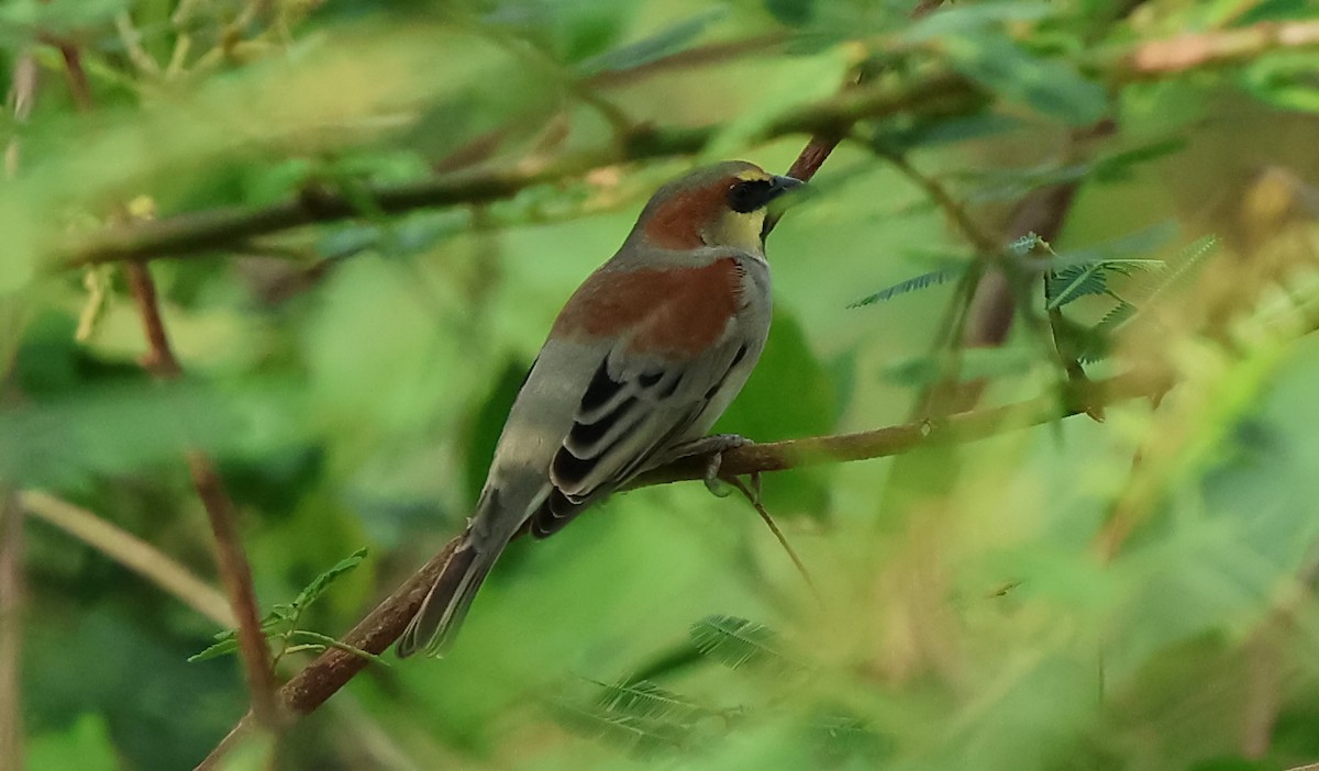 Plain-backed Sparrow - ML646146365