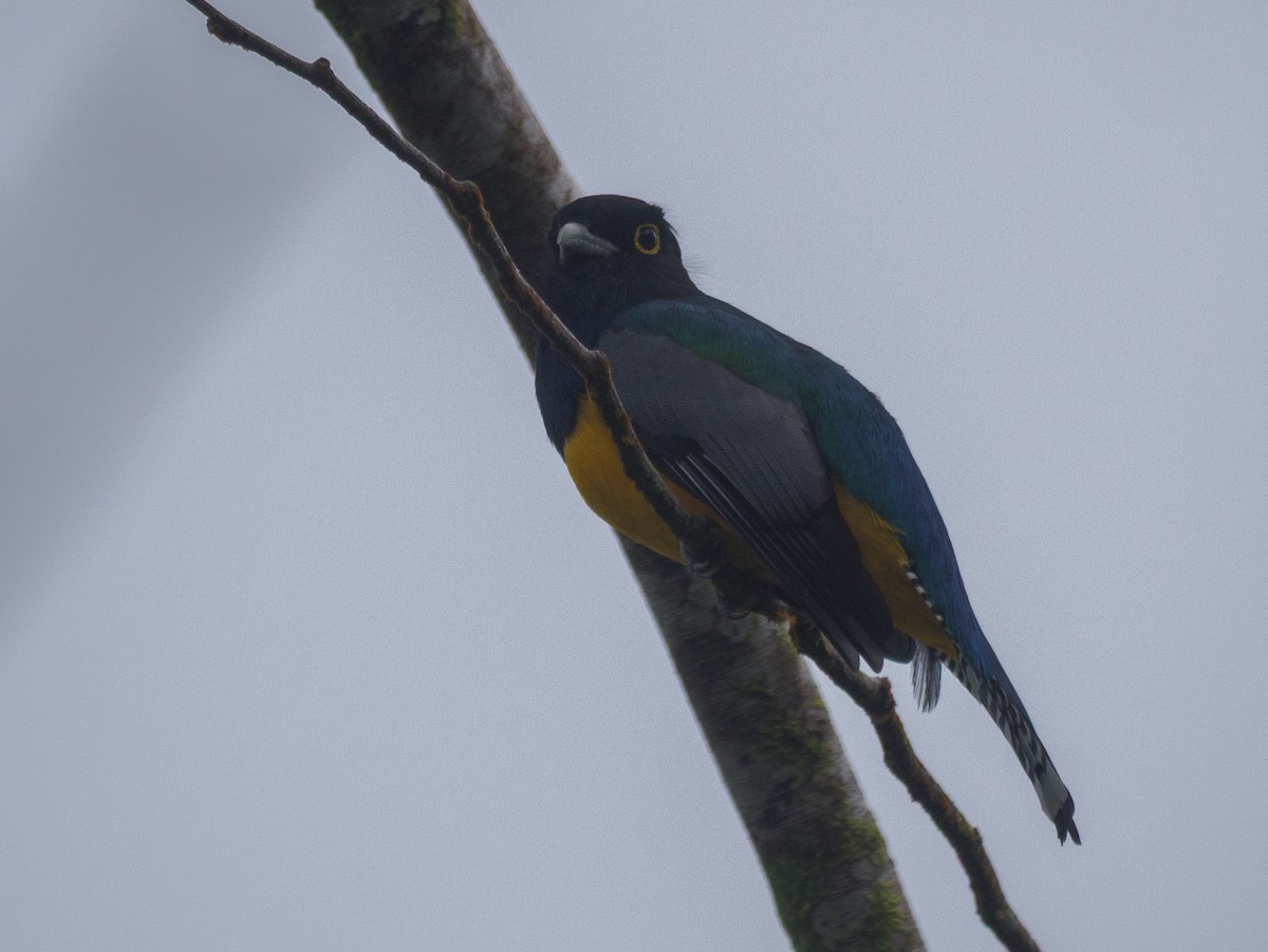 Gartered Violaceous Trogon - ML646146369