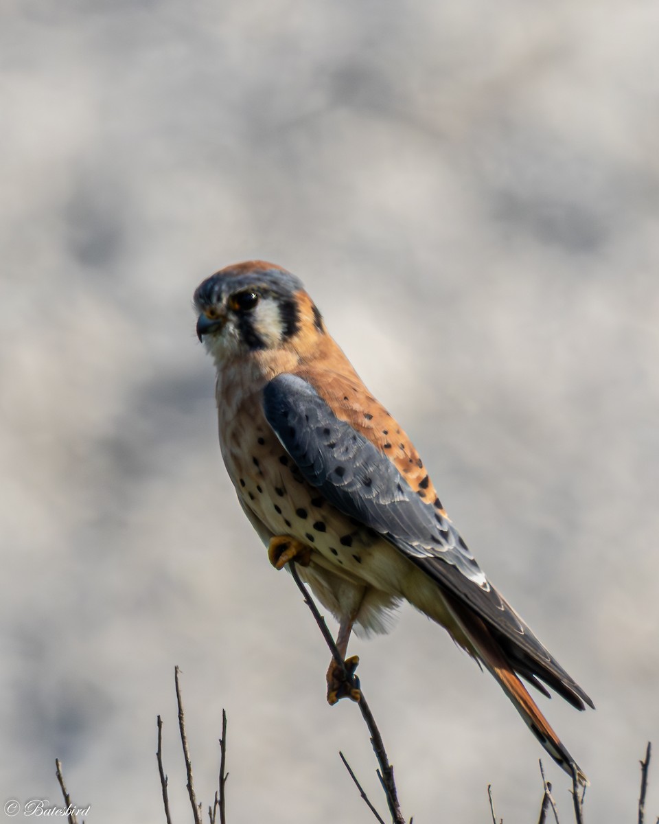 American Kestrel - ML646146374