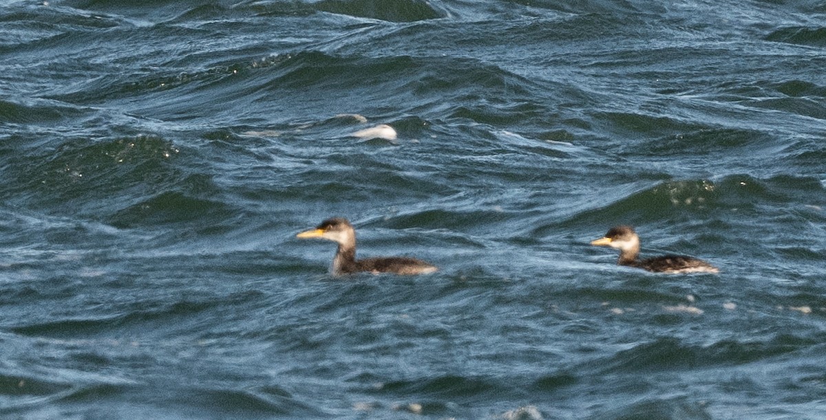 Red-necked Grebe - ML646146385