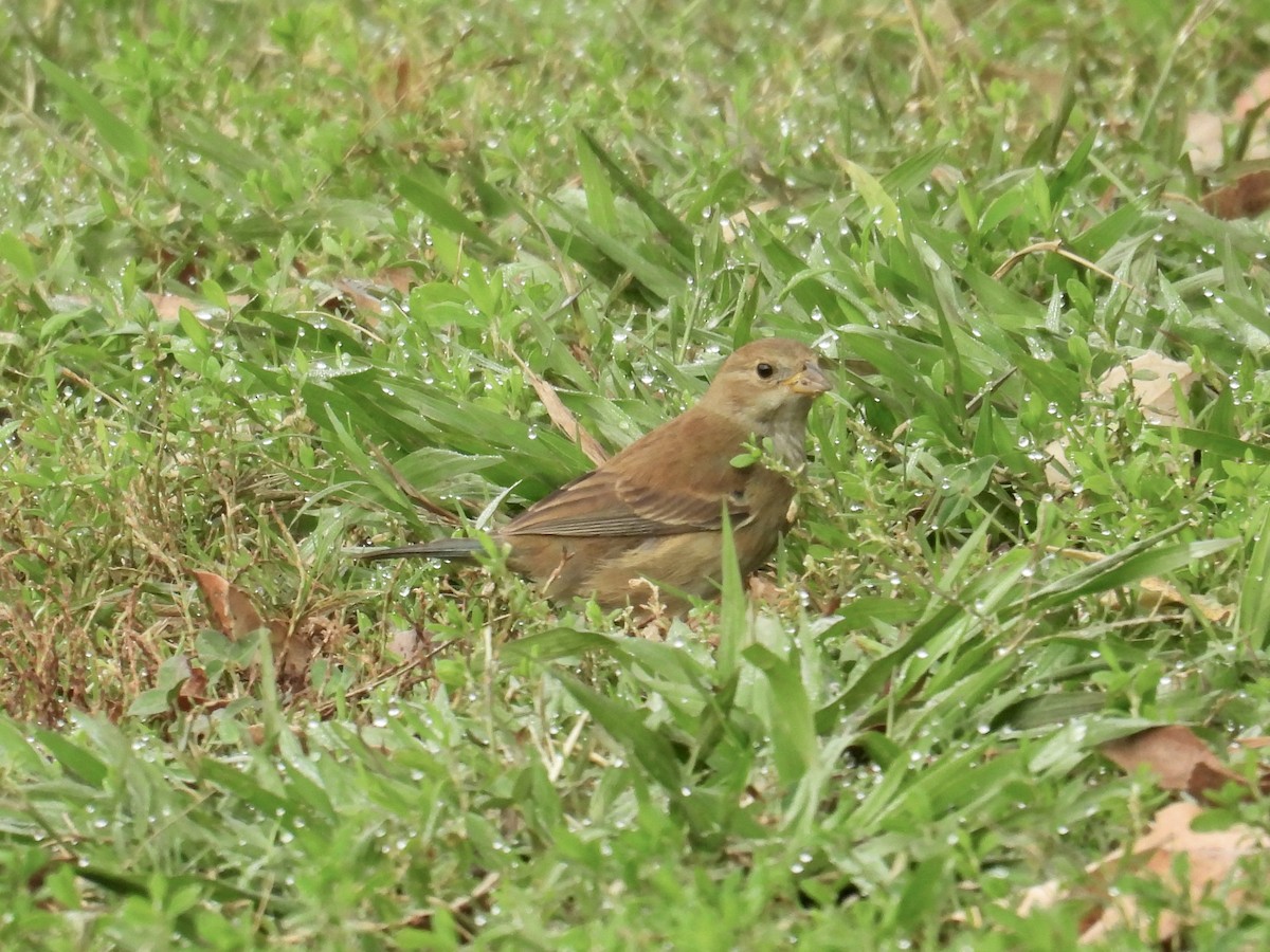 Indigo Bunting - ML646146392