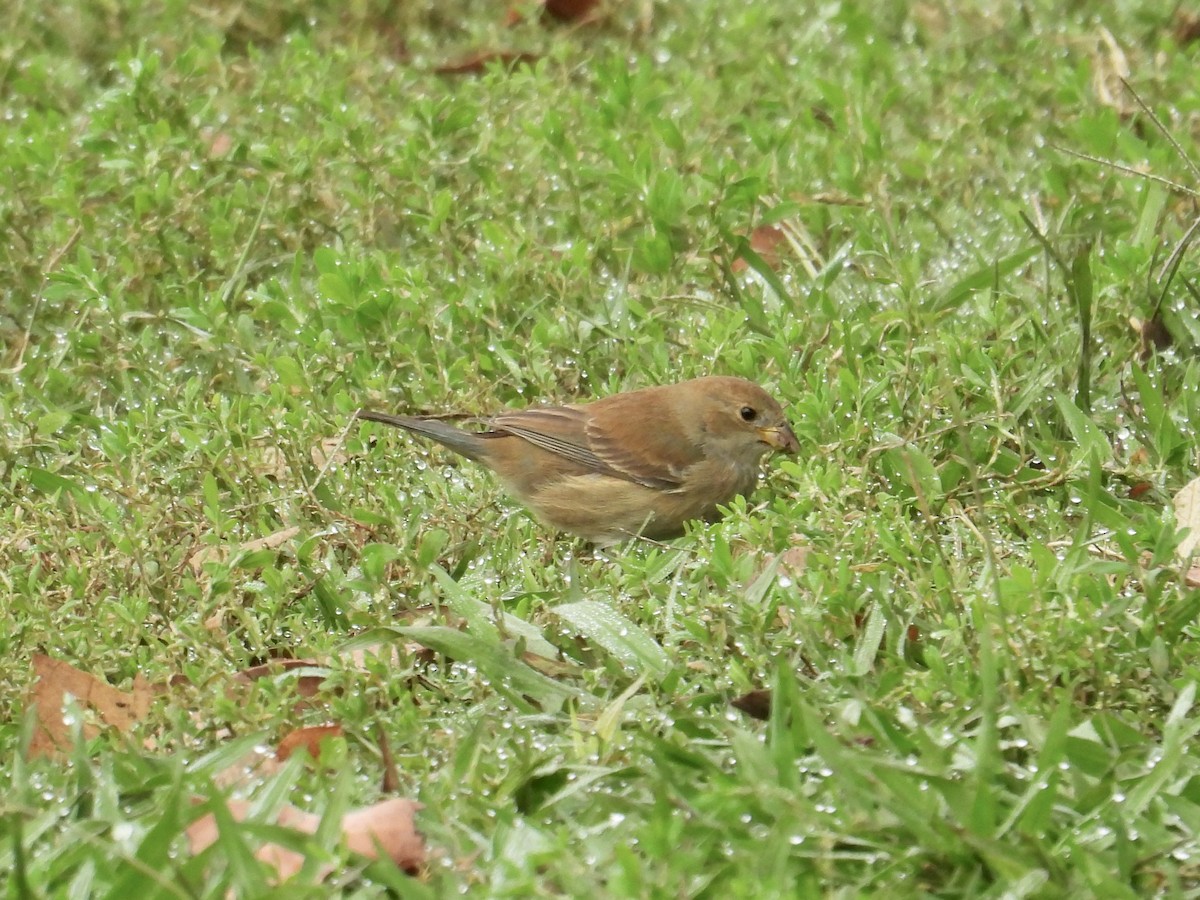 Indigo Bunting - ML646146393