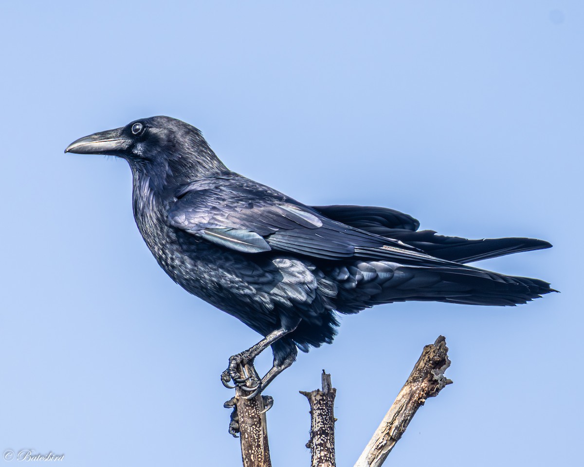 Common Raven - ML646146396