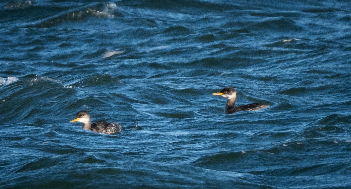 Red-necked Grebe - ML646146397