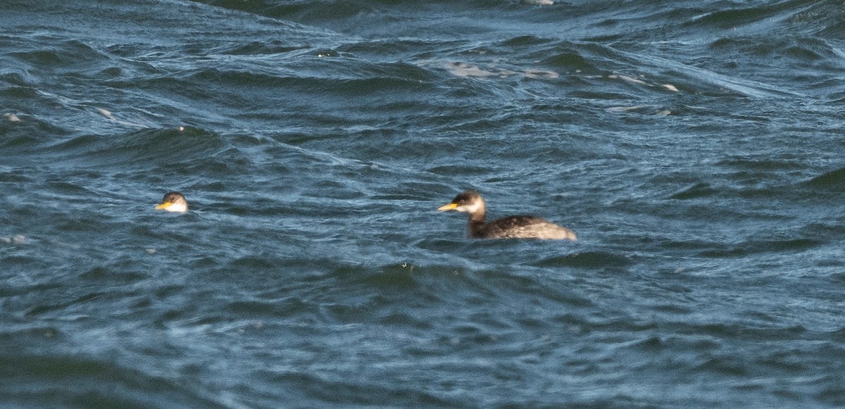 טבלן אפור-לחיים - ML646146398