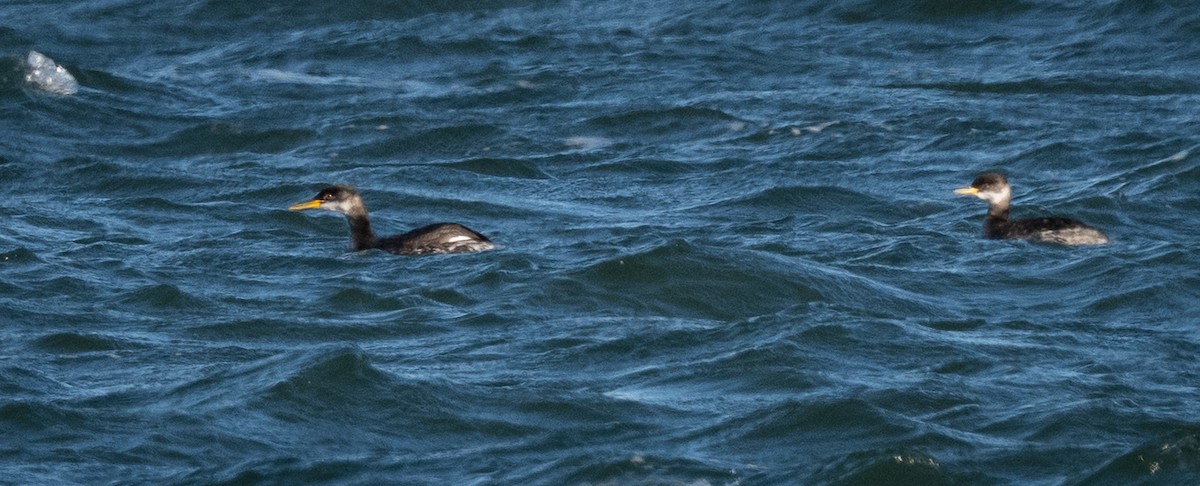 Red-necked Grebe - ML646146399