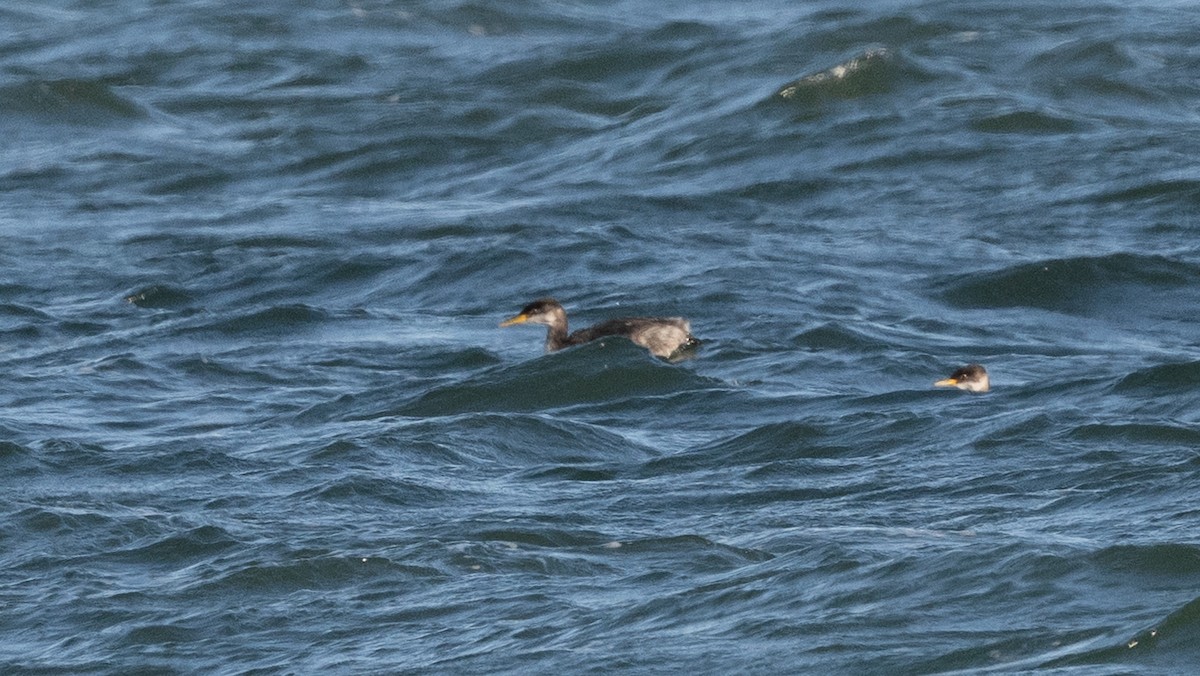 Red-necked Grebe - ML646146401