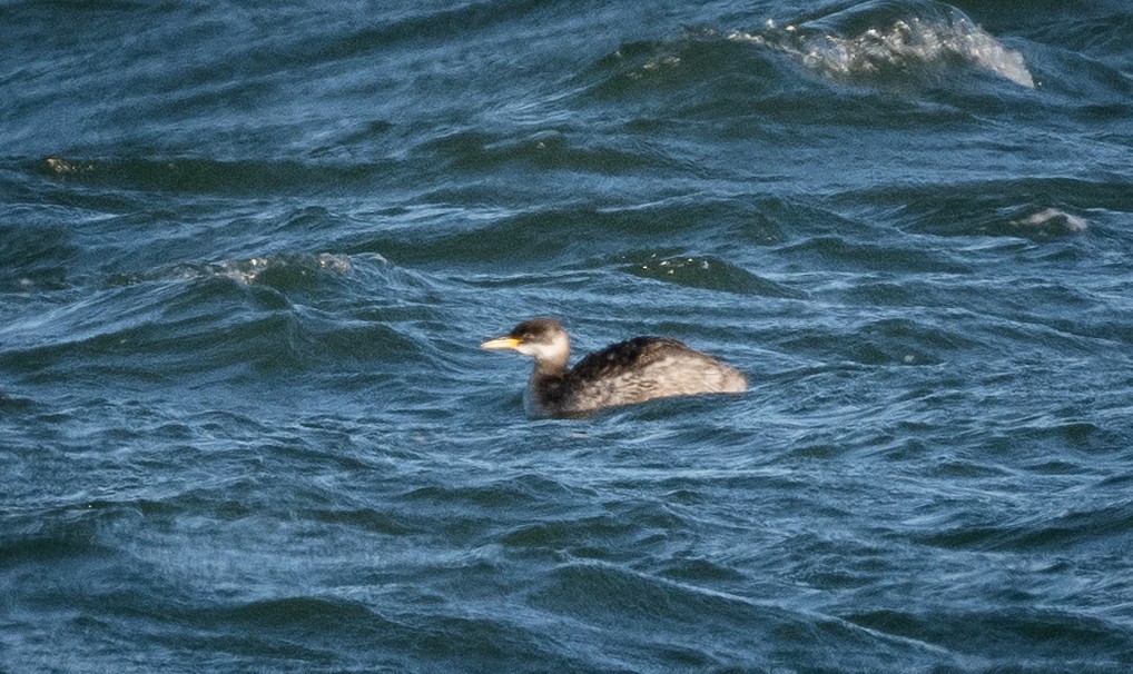 Red-necked Grebe - ML646146402