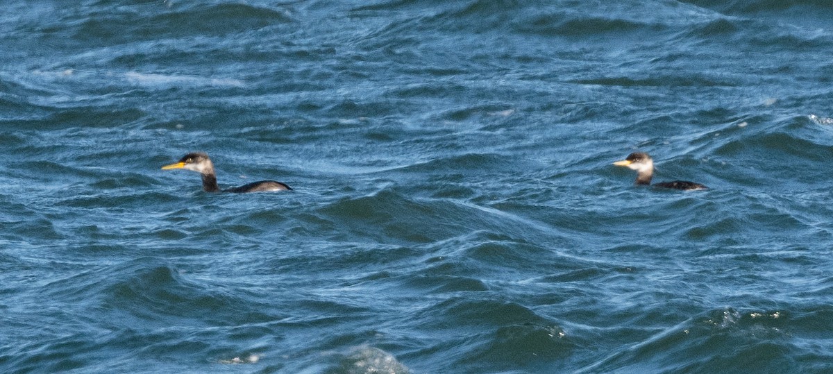 טבלן אפור-לחיים - ML646146403