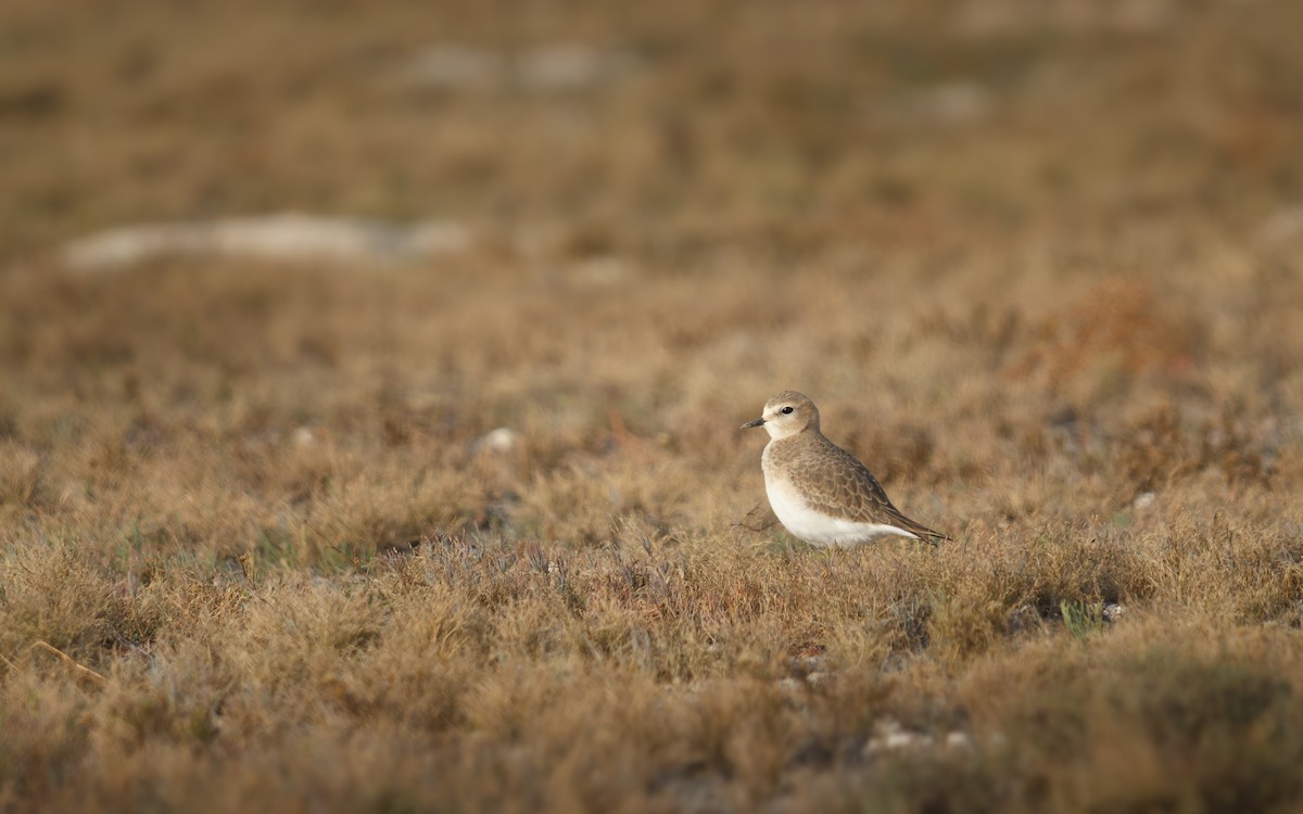 Pluvier montagnard - ML646146404