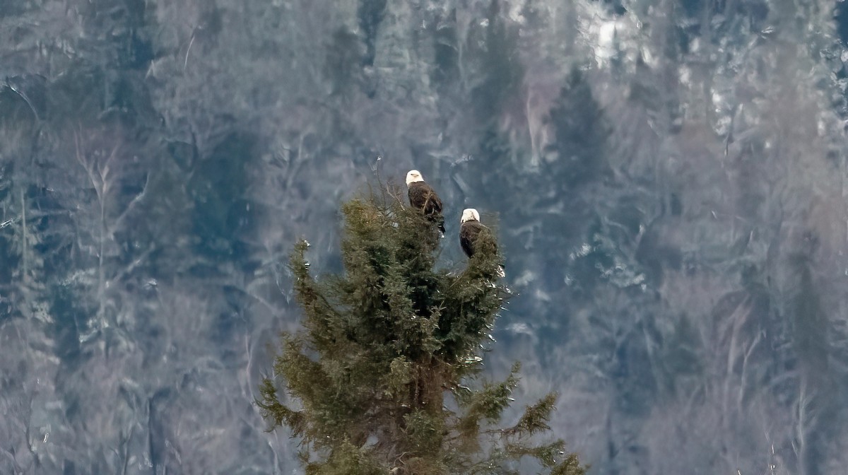 Bald Eagle - ML646146408