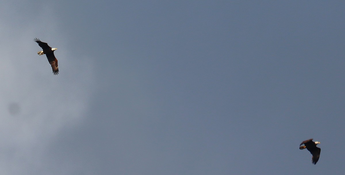 עיטם לבן-ראש - ML646146415