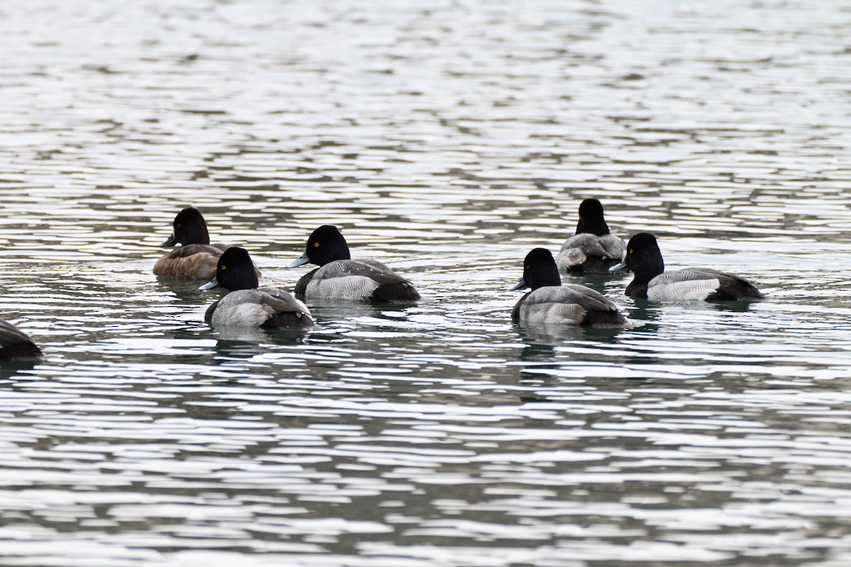 צולל בינוני - ML646146416