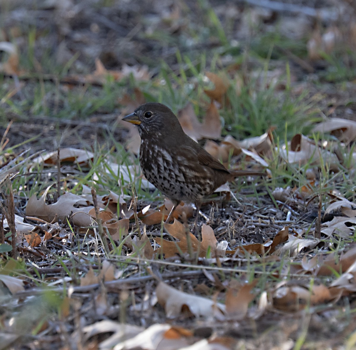 גיבתונית חומת-זנב - ML646146418