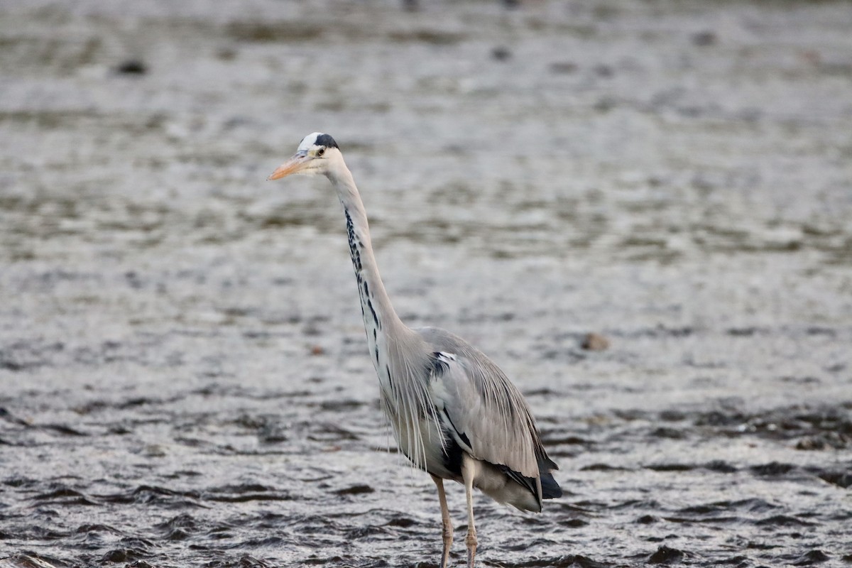 אנפה אפורה - ML646146419