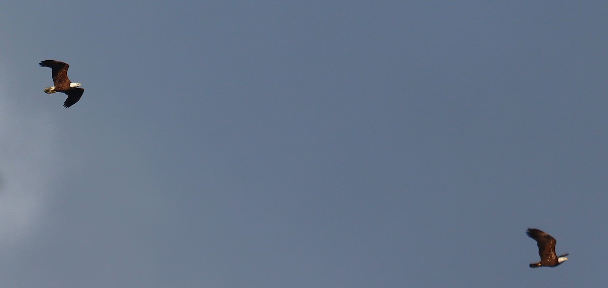 עיטם לבן-ראש - ML646146420