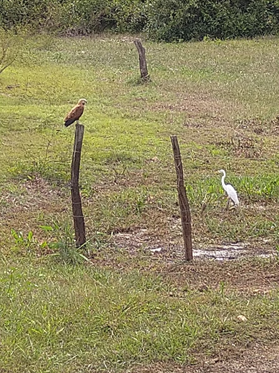Black-collared Hawk - ML646146421