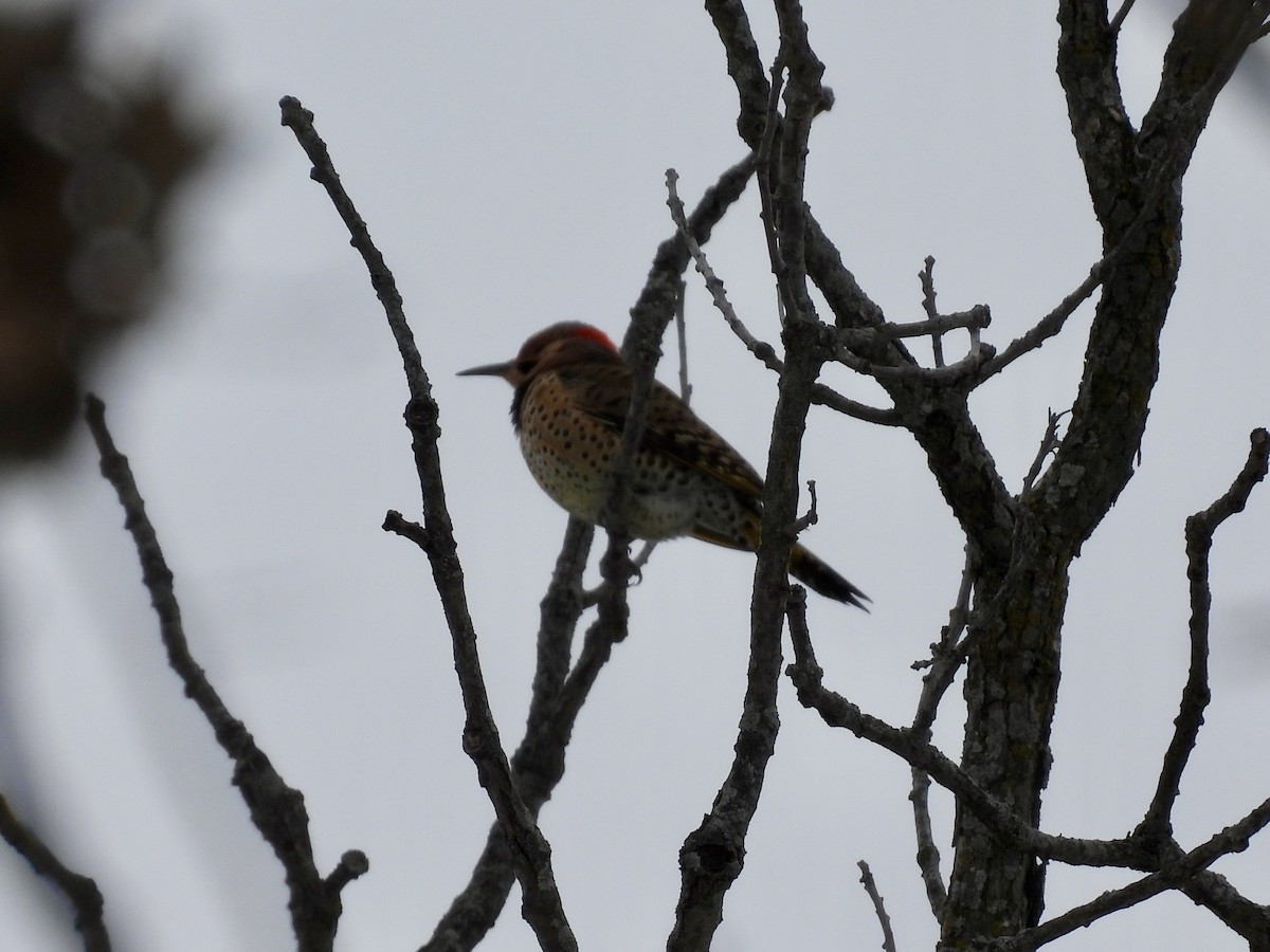 נקר צפון-אמריקני - ML646146422