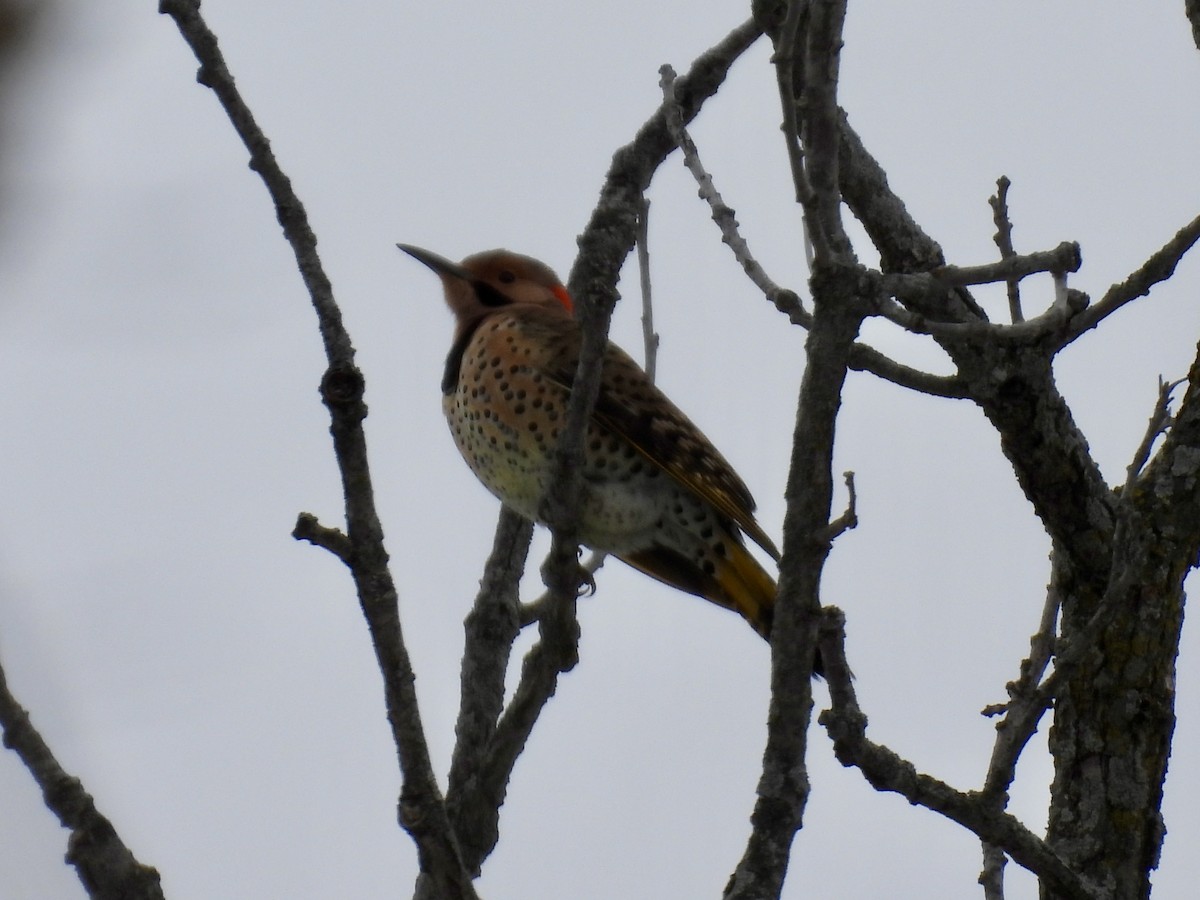 נקר צפון-אמריקני - ML646146423
