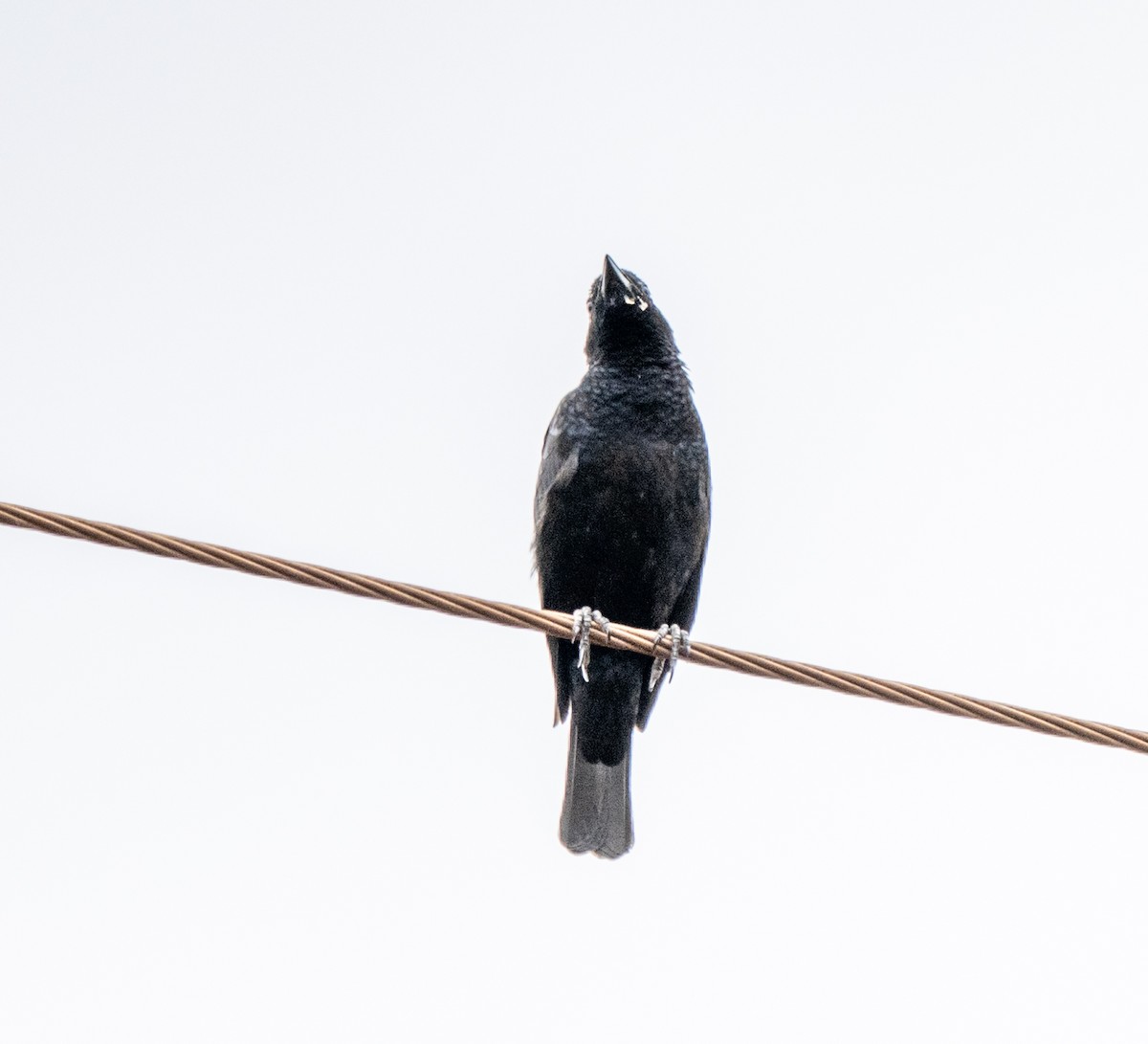 Scarlet-throated Tanager - ML646146424