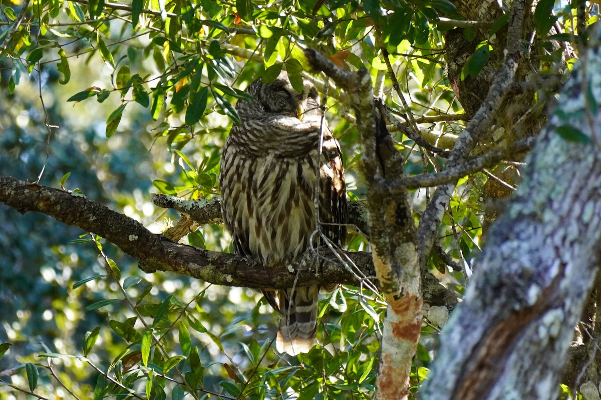 Barred Owl - ML646146426