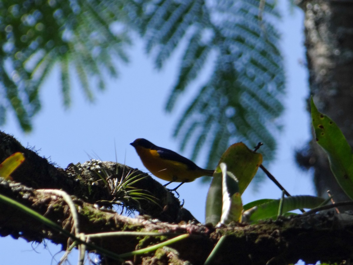 Violaceous Euphonia - ML646146427