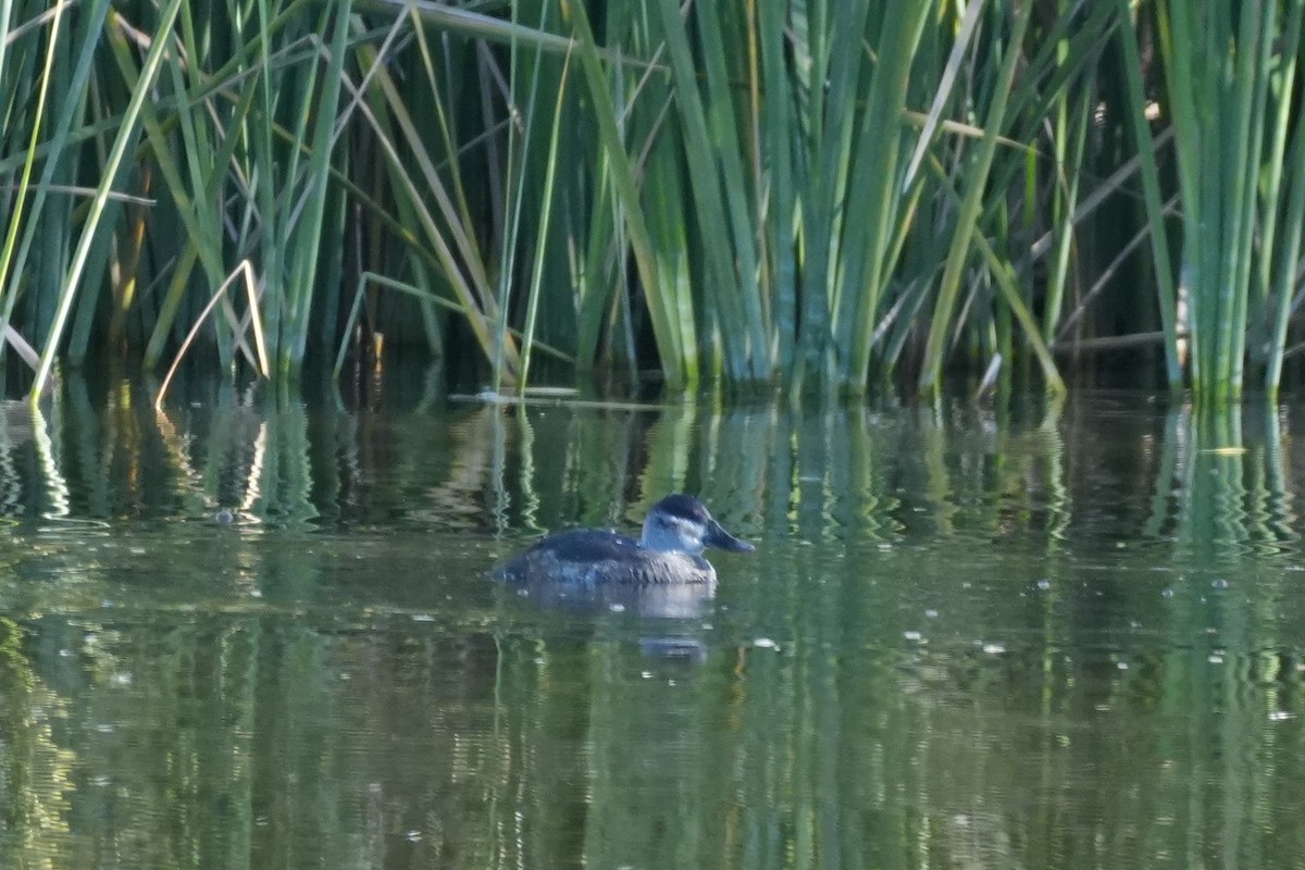צחראש אדמוני - ML646146428