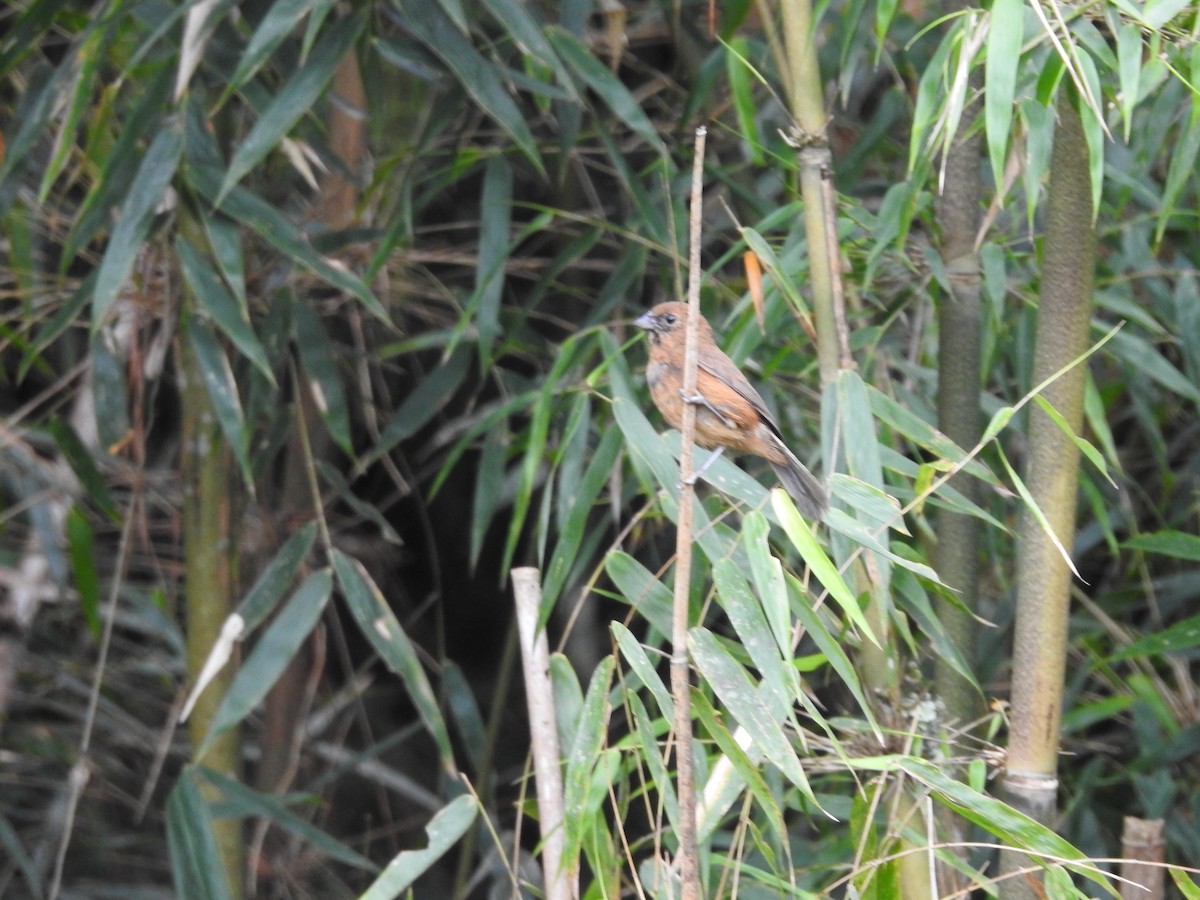 Blackish-blue Seedeater - ML646146429