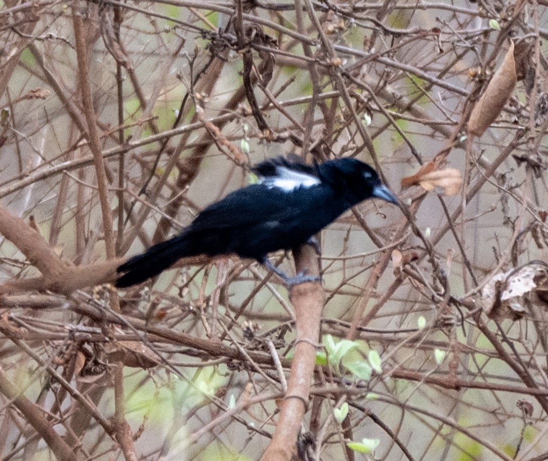 White-lined Tanager - ML646146431