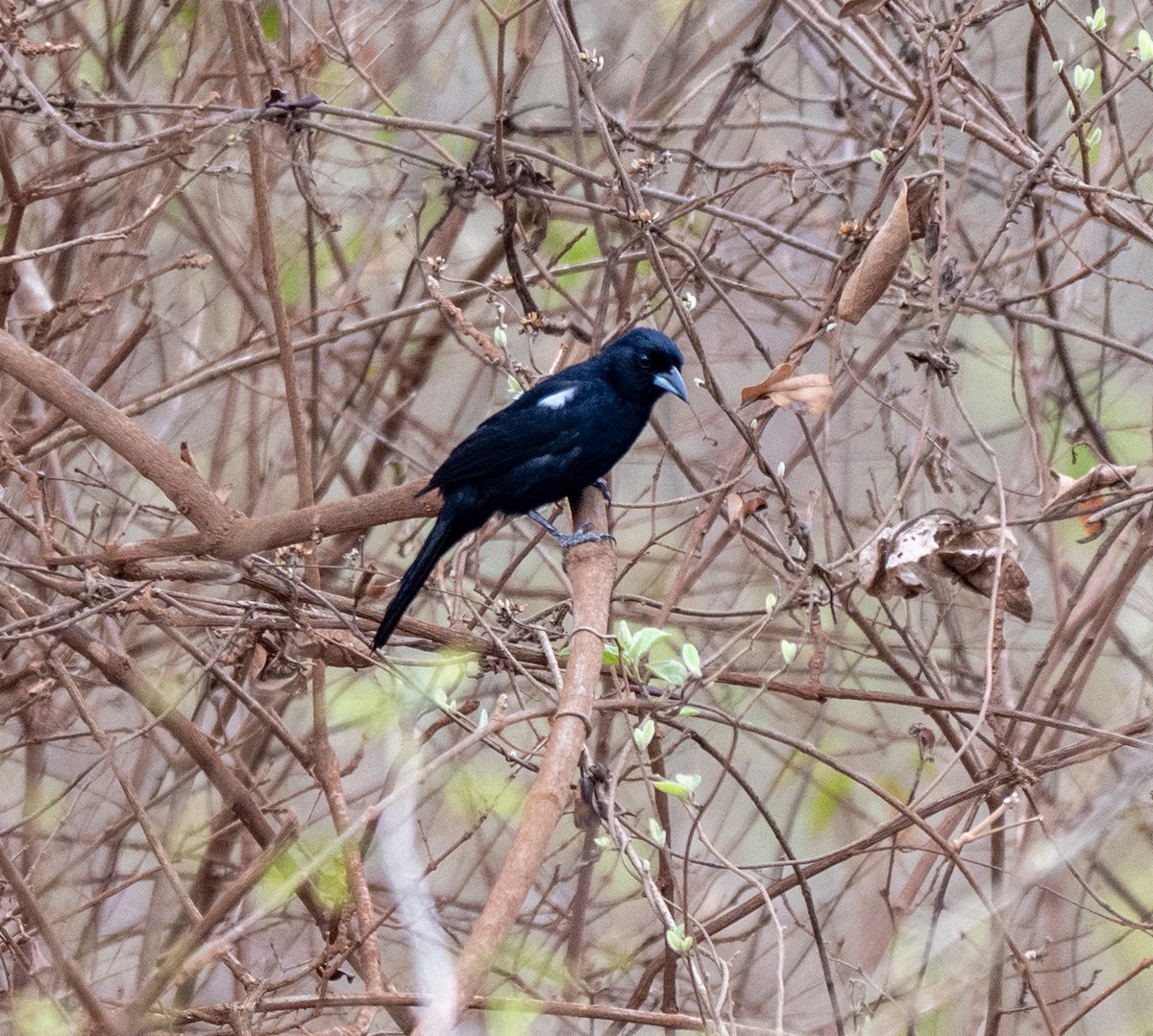 White-lined Tanager - ML646146432