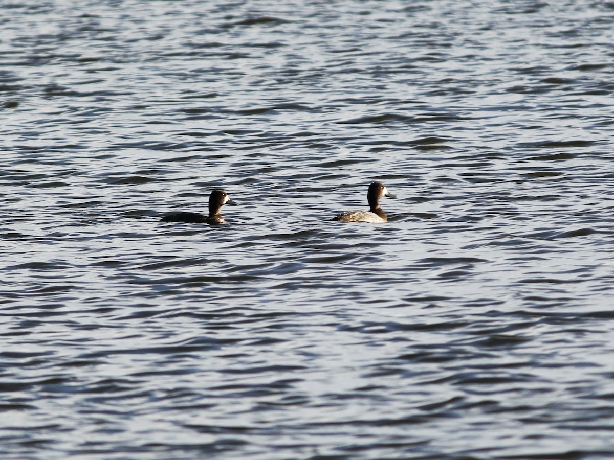 צולל בינוני - ML646146433