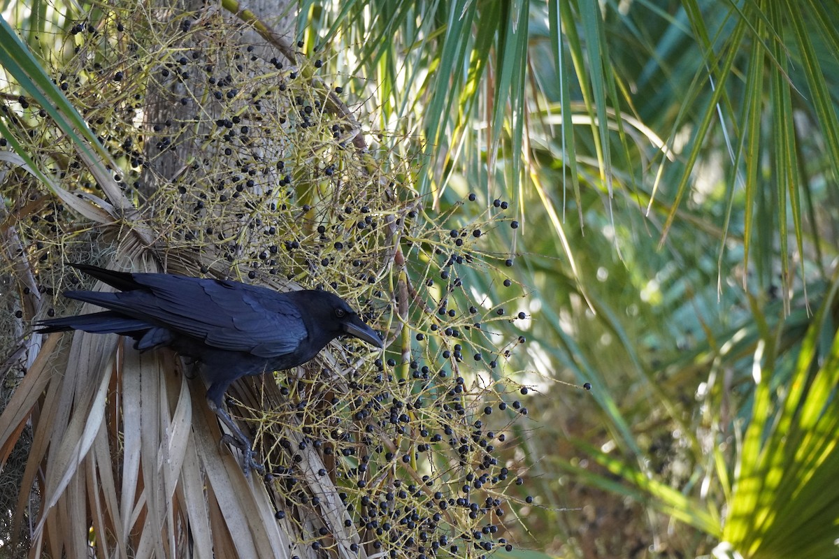 American Crow - ML646146435