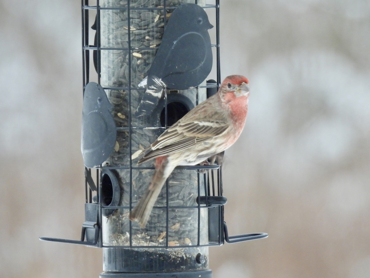 House Finch - ML646146436