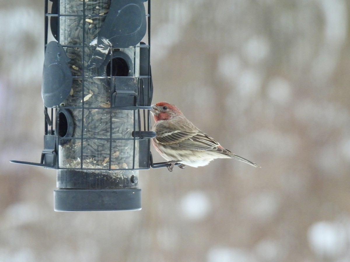 House Finch - ML646146437