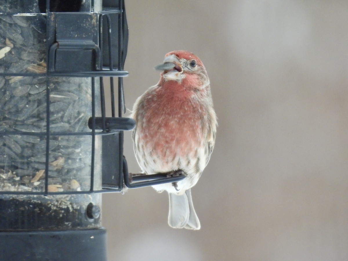 House Finch - ML646146438