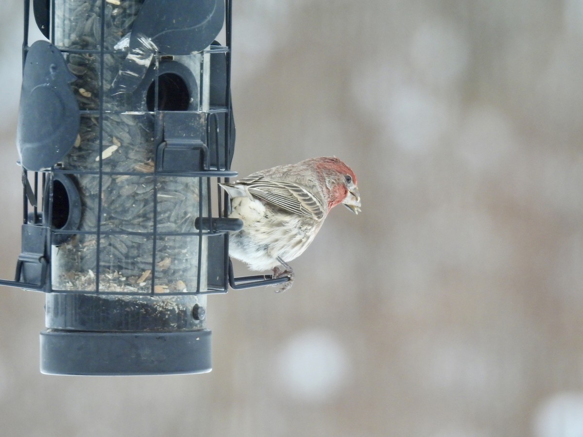 House Finch - ML646146440