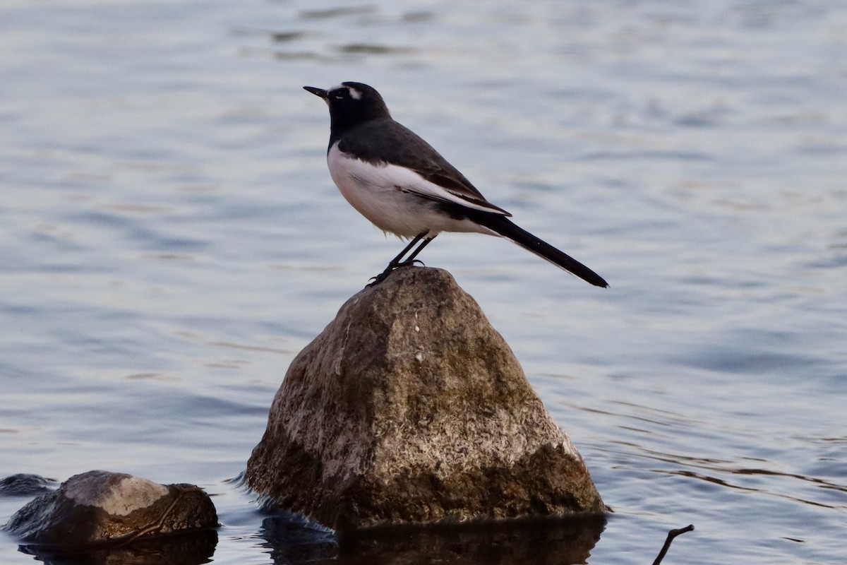 Japanese Wagtail - ML646146442