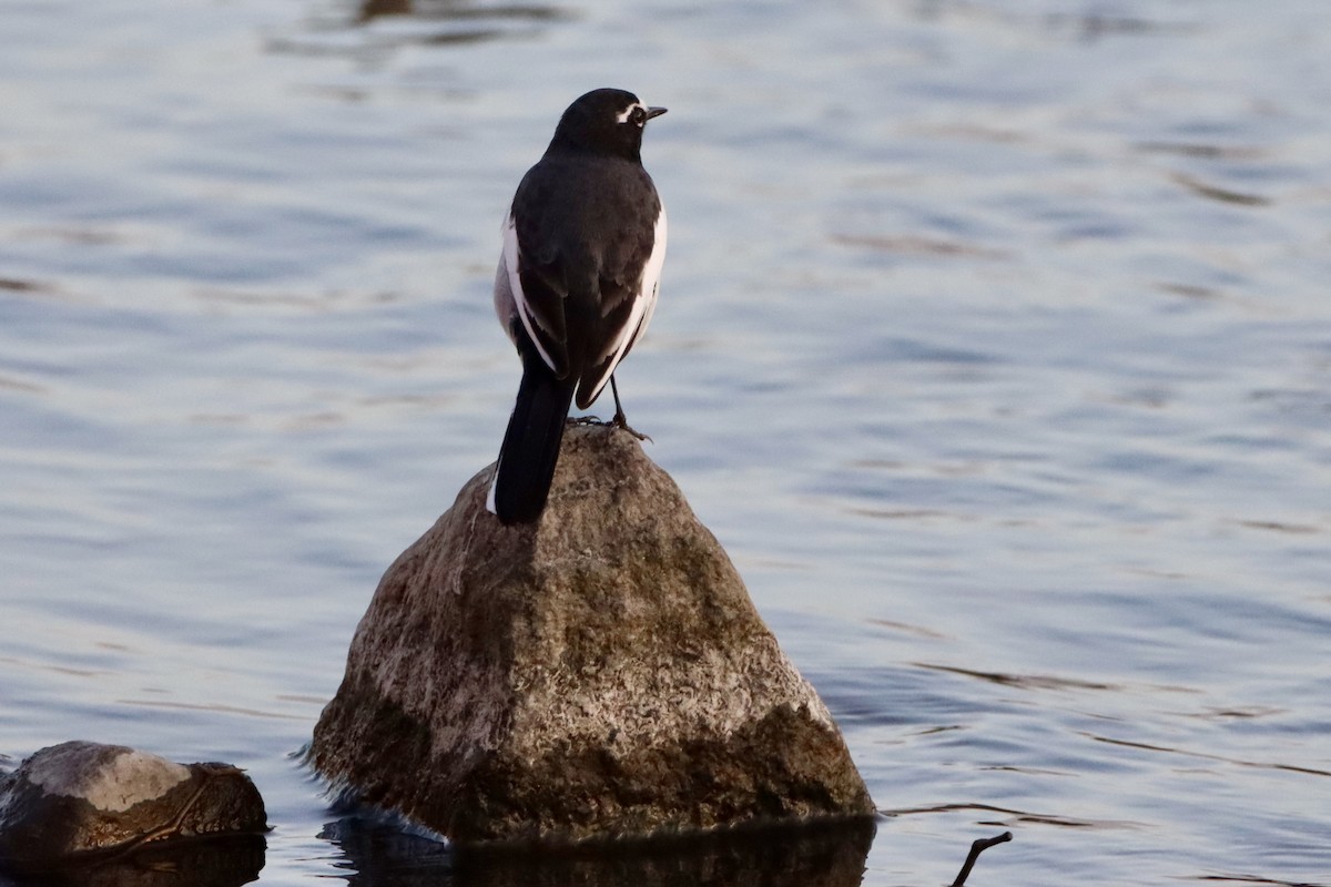 japanerle - ML646146443