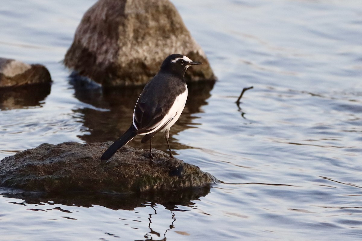 japanerle - ML646146444