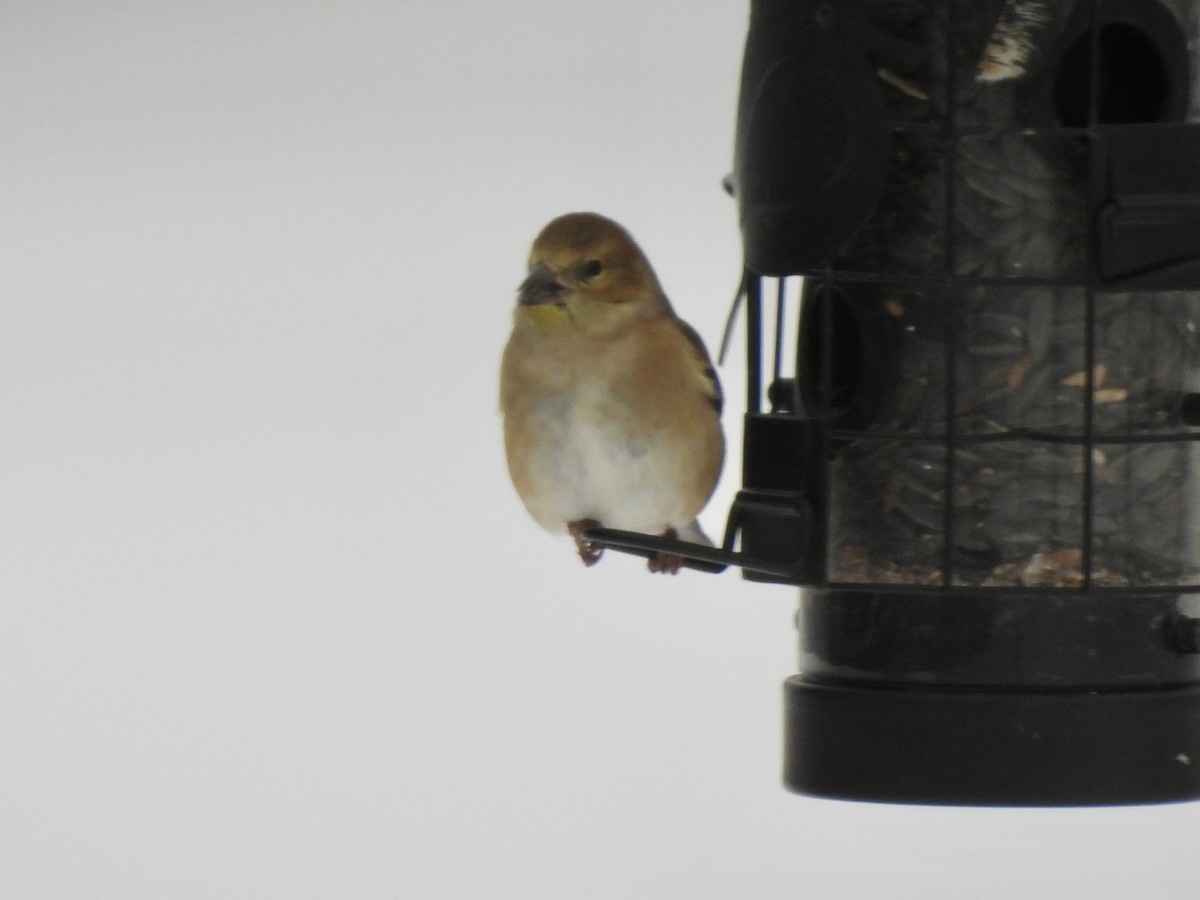 American Goldfinch - ML646146446